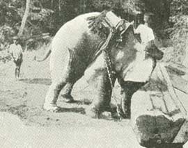 Elefant løfter en træstamme.