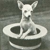 Chihuahua verdens mindste hund.