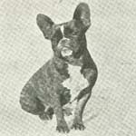 Fransk Bulldog.