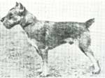Schnauzer.