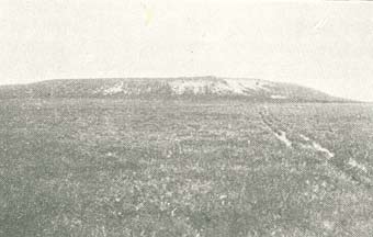 Hedeflage Isenbjerg.